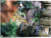 WallClassics - Tuinposter – Gele Tangare Vogel bij een Fontein - 80x60 cm Foto op Tuinposter  (wanddecoratie voor buiten en binnen)