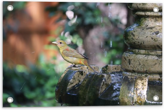 WallClassics - Tuinposter – Gele Tangare Vogel bij een Fontein - 60x40 cm Foto op Tuinposter  (wanddecoratie voor buiten en binnen)