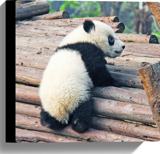 WallClassics - Canvas  - Kleine Panda Oefent met Klimmen - 30x30 cm Foto op Canvas Schilderij (Wanddecoratie op Canvas)