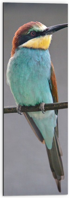 WallClassics - Dibond - Kleurrijke Bijeneter Vogel - 30x90 cm Foto op Aluminium (Met Ophangsysteem)