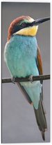 WallClassics - Dibond - Kleurrijke Bijeneter Vogel - 40x120 cm Foto op Aluminium (Met Ophangsysteem)