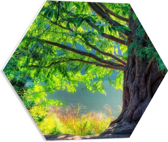 WallClassics - PVC Schuimplaat Hexagon  - Grote Boom bij Meer - 50x43.5 cm Foto op Hexagon (Met Ophangsysteem)