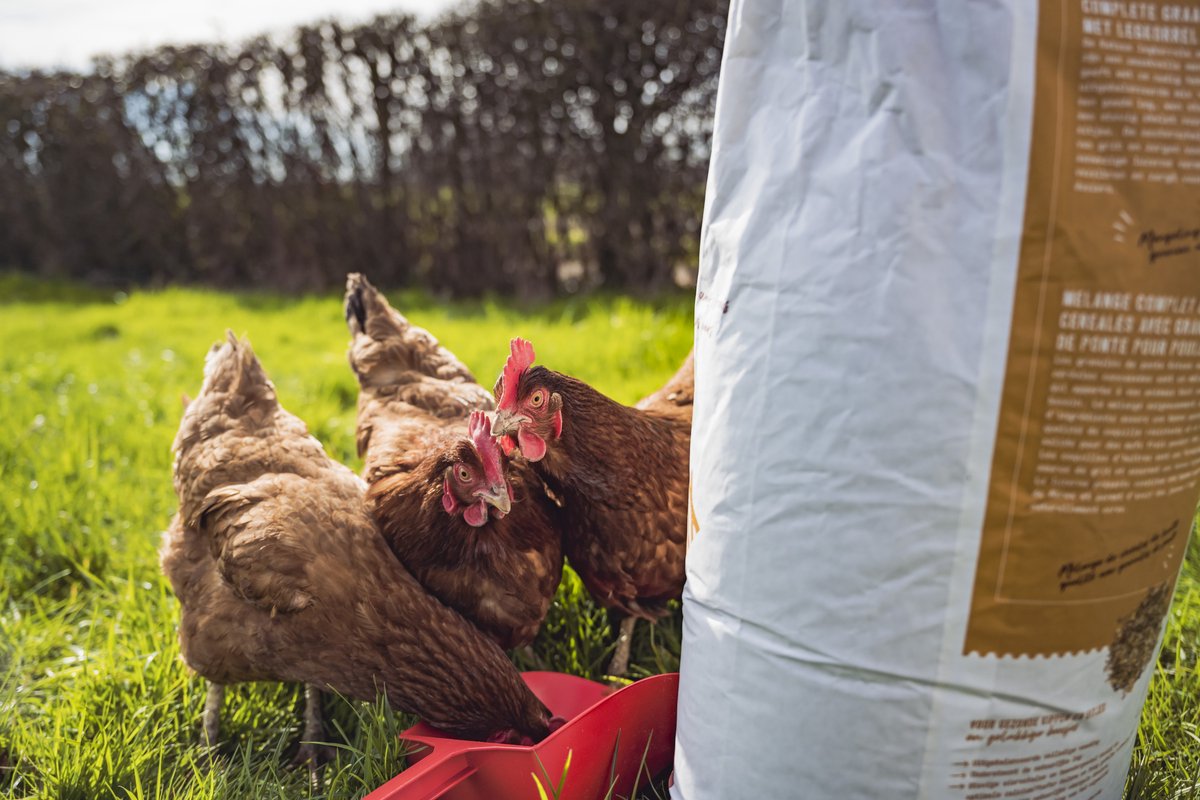 Katoos - Laying Mash voor legkippen
