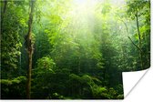 Affiche Jungle - Soleil - Vert - 180x120 cm XXL
