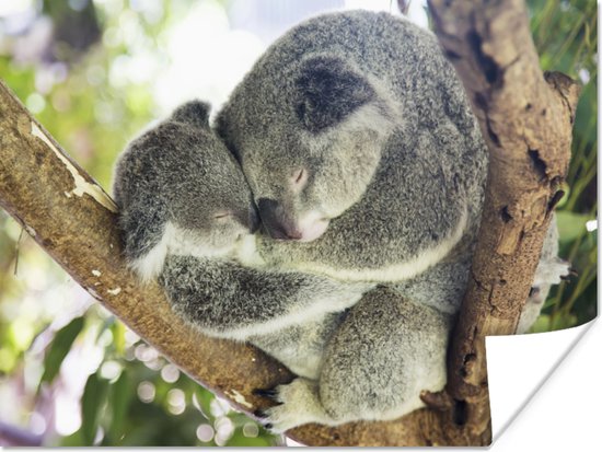 Poster Koala's - Knuffel - Dieren - Kids - Jongens - Meiden - 80x60 cm