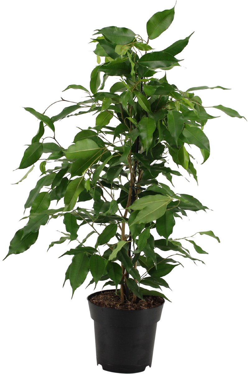 Set van 4 Vijgen- Ficus carica - Brown Turkey, Dalmatië, Francesca