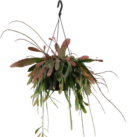 Namaak Cactus Nagano 145cm is te koop bij
