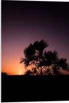 WallClassics - PVC Schuimplaat- silhouet van Zonsondergang achter Boompje - 50x75 cm Foto op PVC Schuimplaat