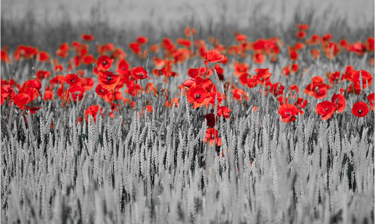 Fotobehang - Rode papavers op zwarte en witte achtergrond.