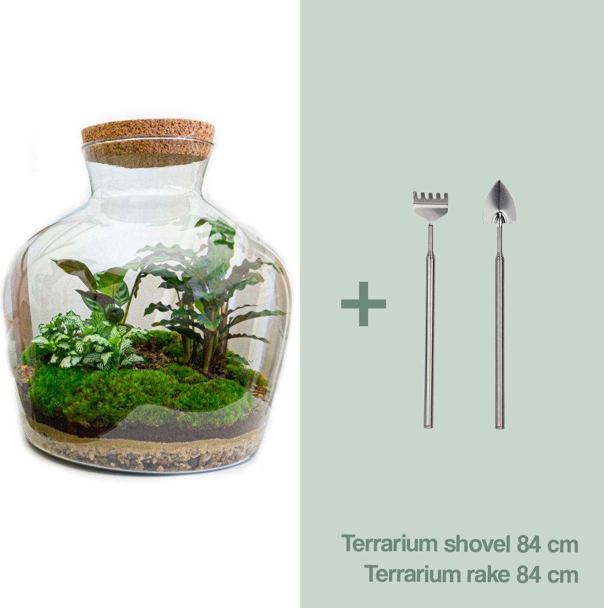 Terrarium - Fat Joe - ↑ 30 cm - Ecosysteem plant - Kamerplanten - DIY planten terrarium - Mini ecosysteem + Hark + Schep