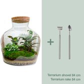 Terrarium - Fat Joe - ↑ 30 cm - Ecosysteem plant - Kamerplanten - DIY planten terrarium - Mini ecosysteem + Hark + Schep