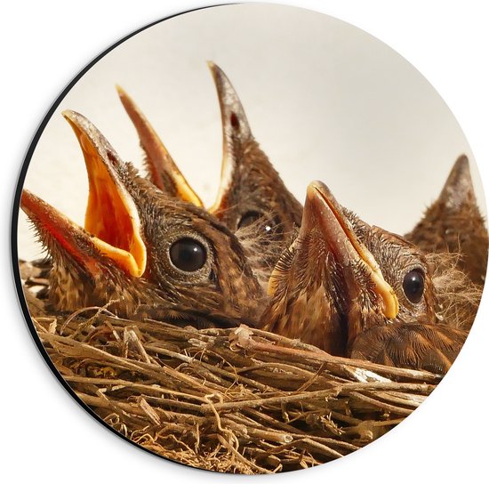 WallClassics - Dibond Muurcirkel - Baby Vogeltjes in een Nest - 20x20 cm Foto op Aluminium Muurcirkel (met ophangsysteem)