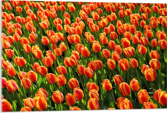 WallClassics - Acrylglas - Close-Up Oranje Tulpen - 90x60 cm Foto op Acrylglas (Met Ophangsysteem)