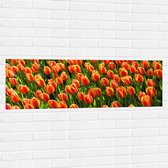 WallClassics - Muursticker - Close-Up Oranje Tulpen - 120x40 cm Foto op Muursticker