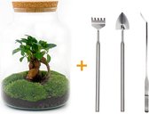 Terrarium - Milky bonsai - ↑ 31 cm - Ecosysteem plant - Kamerplanten - DIY planten terrarium - Mini ecosysteem + Hark + Schep + Pince