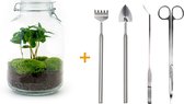 Terrarium - Jar plant - Coffea - ↑ 28 cm - Ecosysteem plant - DIY planten terrarium - Mini ecosysteem - Flessentuin + Hark + Schep + Pincet + Schaar