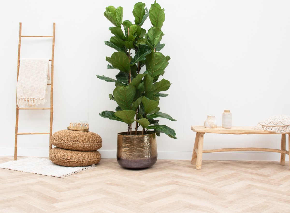 Ficus Lyrata struik - 180cm