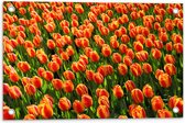 WallClassics - Tuinposter – Close-Up Oranje Tulpen - 60x40 cm Foto op Tuinposter  (wanddecoratie voor buiten en binnen)