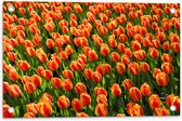 WallClassics - Poster de Jardin - Tulipes Oranje Gros Plan - 60x40 cm Photo sur Poster de Jardin (décoration murale pour l'extérieur et l'intérieur)