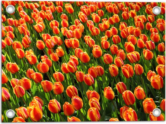 WallClassics - Garden Poster - Close-Up Oranje Tulips - 40x30 cm Photo sur Garden Poster (décoration murale pour l'extérieur et l'intérieur)