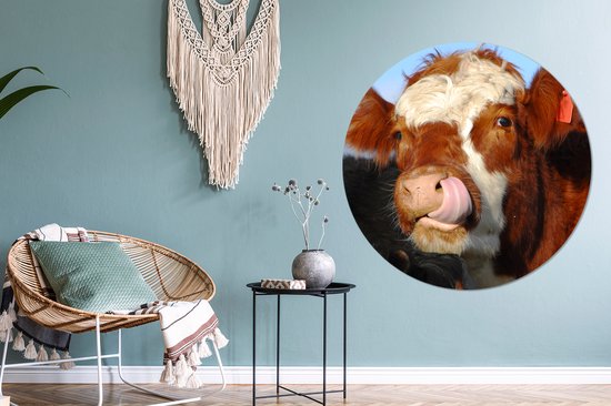 La vache lèche la feuille de plastique de cercle de mur de nez