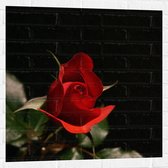 WallClassics - Muursticker - Close-Up Rode Roos met Groene Bladeren - 80x80 cm Foto op Muursticker