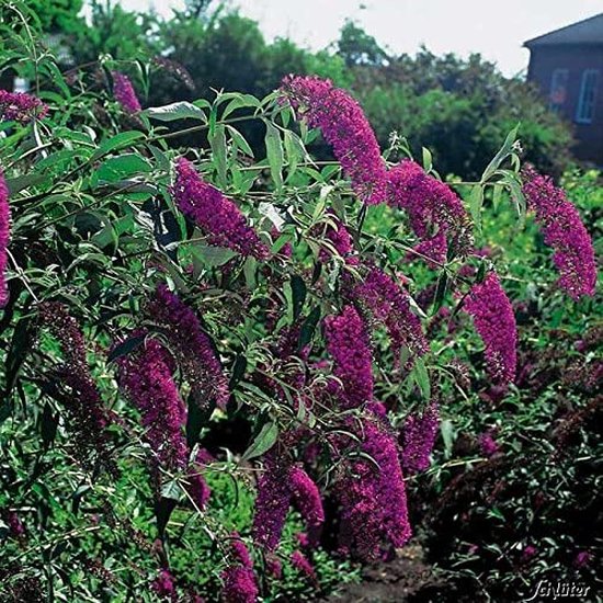 Vlinderstruik Royal Red kopen vanaf 23,50