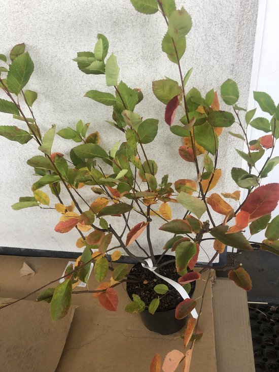 Krenteboompje in pot met bladeren in herfstkleuren van groen naar geel en rood.