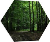 WallClassics - PVC Schuimplaat Hexagon  - Wandelpad in Bos - 70x60.9 cm Foto op Hexagon (Met Ophangsysteem)