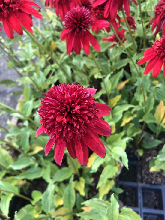 6 X Echinacea Purpurea Eccentric Rode Zonnehoed Pot 9 X 9 Cm Bol