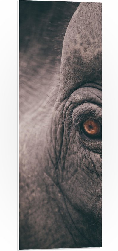 WallClassics - Plaque de Mousse PVC - Gros Plan d'un Œil d'Éléphant - Photo 30x90 cm sur Plaque de Mousse PVC