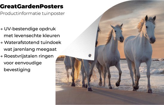 Affiche de jardin Paarden - Soleil - Plage - Mer - 120x80 cm - Jardin