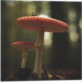 WallClassics - Vlag - Zijaanzicht van Rood-Witte Paddenstoel - 50x50 cm Foto op Polyester Vlag