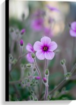 WallClassics - Toile - Fleur Rose sur Brindilles - 40x60 cm Photo sur Toile Peinture (Décoration murale sur Toile)