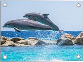 WallClassics - Tuinposter – Springende Dolfijnen Boven het Water - 40x30 cm Foto op Tuinposter  (wanddecoratie voor buiten en binnen)