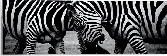 WallClassics - Acrylglas - Stoeiende Zebra's Zwart-Wit - 60x20 cm Foto op Acrylglas (Met Ophangsysteem)