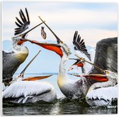WallClassics - Panneau en mousse PVC – Pélicans se battant pour un poisson – Photo 50 x 50 cm sur panneau en mousse PVC
