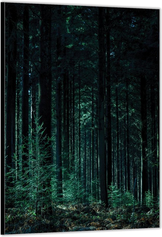 Dibond –Bos met Hoge Donkere Bomen– 80x120cm Foto op Aluminium (Wanddecoratie van metaal)