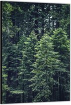 Dibond –Bomen in de Bossen– 30x40cm Foto op Aluminium (Wanddecoratie van metaal)