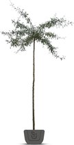 Treursierpeer | Pyrus salicifolia Pendula | Stamomtrek: 10-12 cm | Stamhoogte: 200 cm