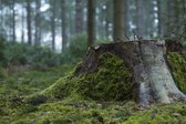 Schilderij - Boomstronk , Groen,  2 maten, Premium print
