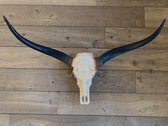 Vtw Living - Longhoorn - Skull - Dierenschedel - 1 meter