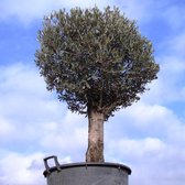 Prachtige  olijfboom 1.95 meter hoog, gratis bezorgd!
