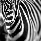 Schilderij - Zebra close up , premium print, 3 maten
