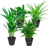 Mix 4 luchtzuiverende planten in pot - Areca Dypsis + Chlorophytum + Emina + Spathiphyllum - Incl. 4x bloempot Artstone Claire zwart - ↑25-30 cm - Ø12 cm