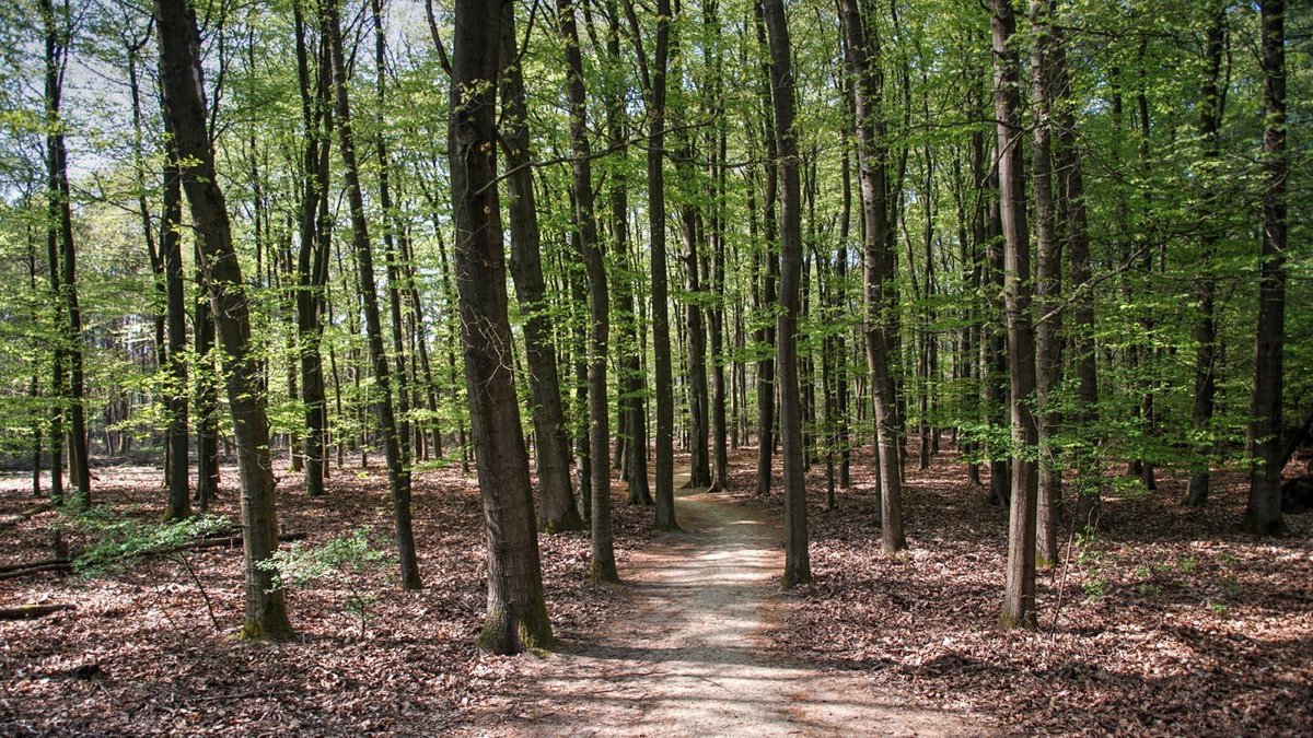 Tuinposter - Voorjaar op het bos pad 175 x 100 cm (DSC07458) Tuindoek / Schilderijen voor buiten / Tuin decoratie / PVC doek