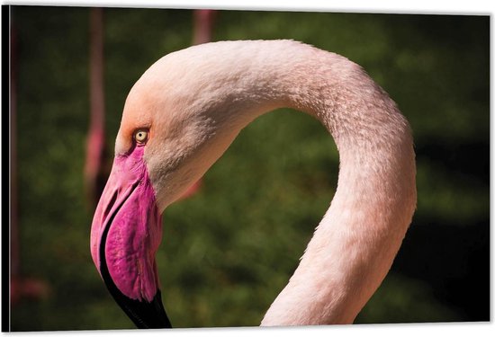 Dibond –Hoofd van Roze Flamingo– 40x30 Foto op Aluminium (Met ophangsysteem)