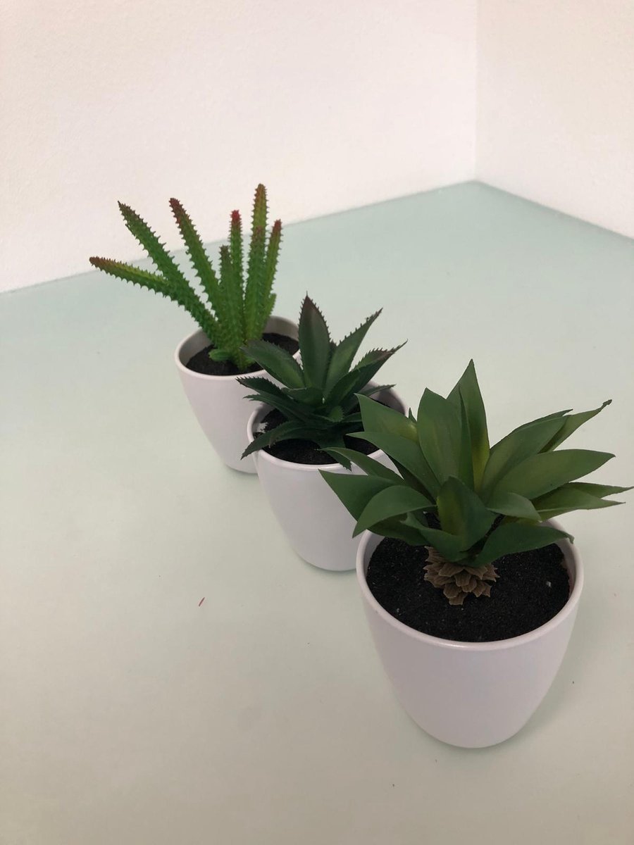 3 Kleine Nep Plantjes In Een Witte Pot Bol
