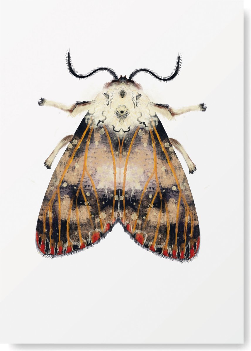 Kunst Poster - Dieren Mot met stippen en vlekken - A3 Formaat - Wanddecoratie