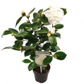 Bloem van Botanicly – Camellia Nuccio's Gem – Hoogte: 35 cm, witte bloemen